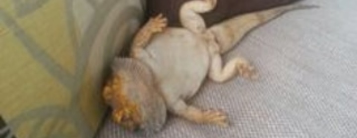 Read Reborn As A Scp - Lazylizard - WebNovel