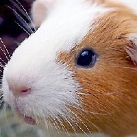 Hamster4Doom