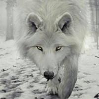 Daskwolf