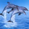 Dolphins3