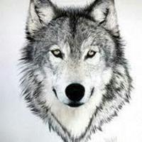 Wolf555