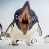 Pinguinmonster