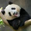 Laughing_Panda