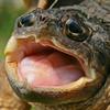 Horny_Turtle