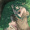 _ELF_san