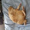 CheshireCat26