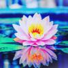 WaterLily