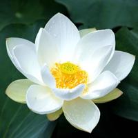 White_lotus