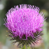 thistle