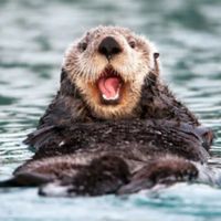 otterly_ridiculous