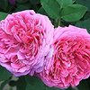 damask_rose