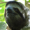 Giant_Sloth