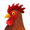 Misguided_Rooster
