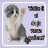 Elvis_Mujic