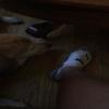 messlp