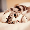 NappingKitty