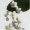 Prunus_padus