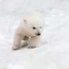 LittlePolarBear