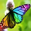 rainbowbutterflies