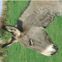 Clicdonkey