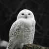 Snowy_Owl