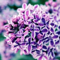 RiverLilac