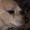 DrGooT