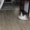 Rivu