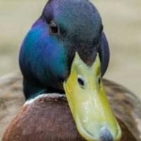 duck_alternate44