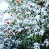 Pink_Winter