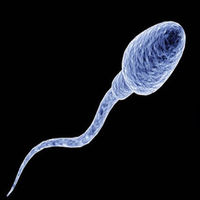 Sperm_Cell