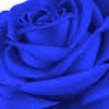 passionrose_blue