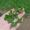 Rashmigh