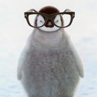 undercover_penguin