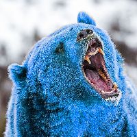 Blue_Bear_Stories