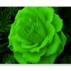 Green_Roses