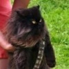 Mewbacca