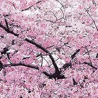 SakuraTrees