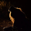 Sempiternal_Lion