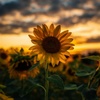 sun_flower03