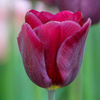 TulipaViridiflora