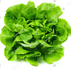 LETTUCE_SAN