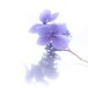 White_Lavender