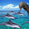 TheDolphin