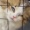 Cattopinku