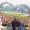 Anshu_Ratra_Nayyar