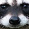 Dumb_Racoon