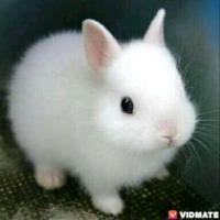 sweet_bunny
