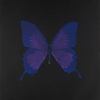 Void_Butterfly