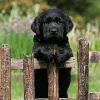 BlackPup